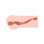 Мастурбатор-вагина Monica без вибрации - KOKOS - в Домодедово купить с доставкой